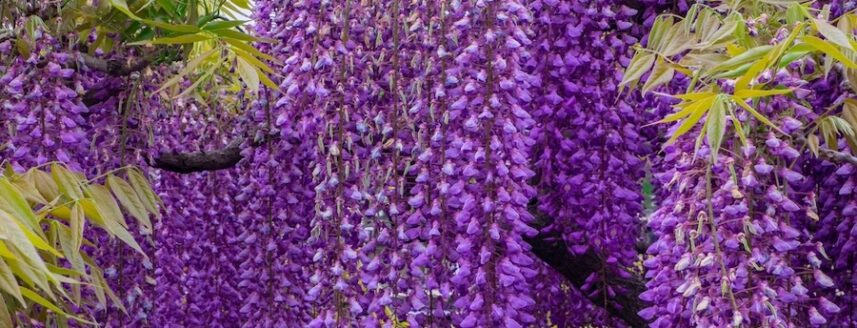 A stunning wisteria plant with abundant blooms