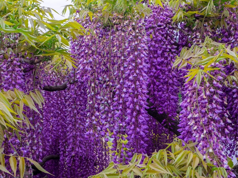 A stunning wisteria plant with abundant blooms