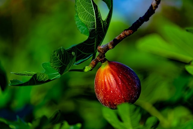 A lovely red ripening fig on the tree