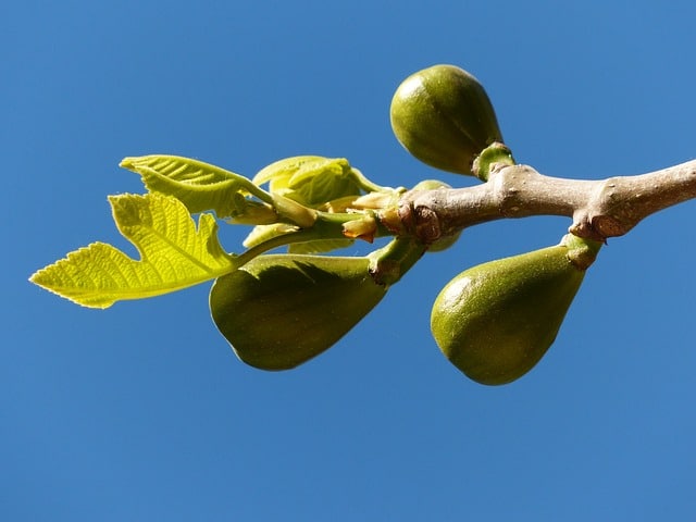 Three figs growing on the tree