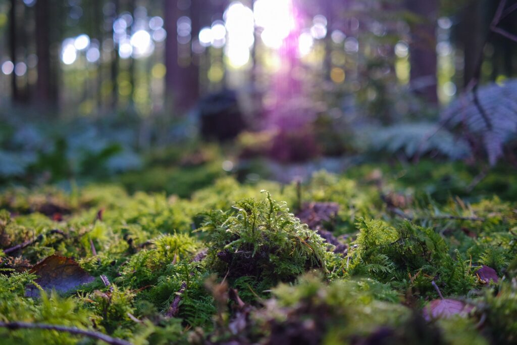 Forest floor with moss