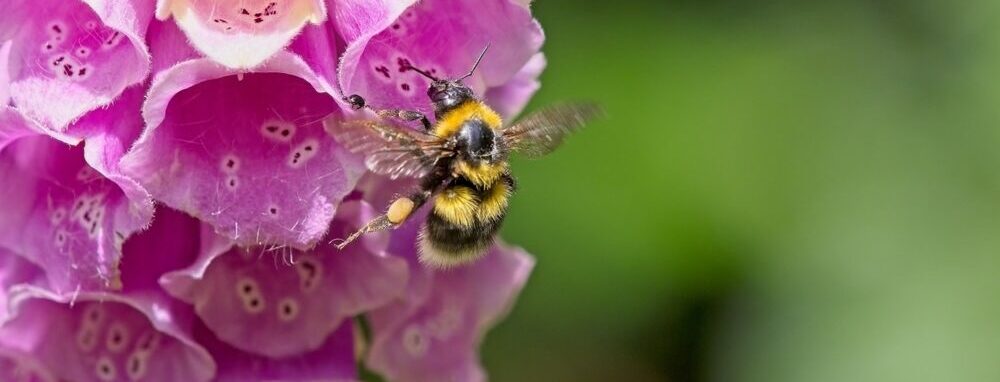 A bee feeding on a foxglove