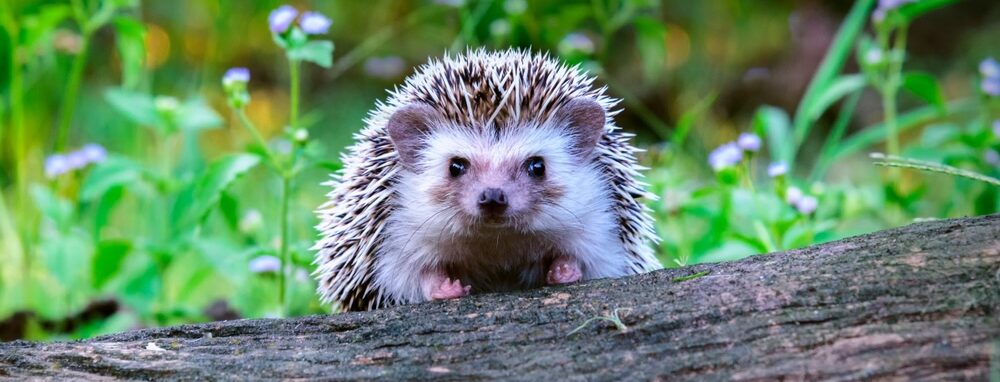 A cute hedgehog peering over the top of a log