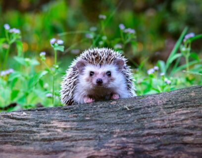 A cute hedgehog peering over the top of a log