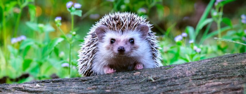 A cute hedgehog peering over the top of a log
