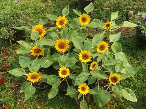 A cluster of dwarf sunflowers