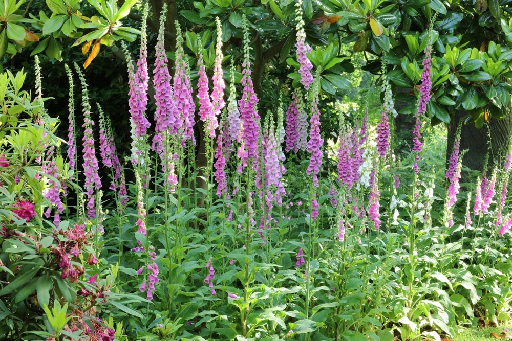 Foxgloves growing among other flowering plants.