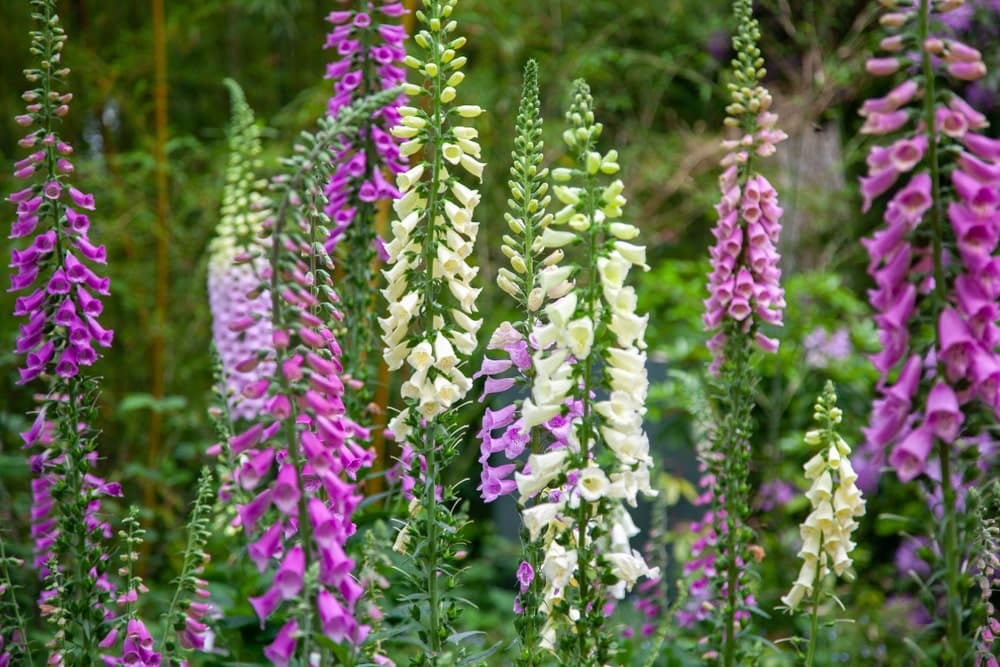 Multicoloured foxgloves in a cluster