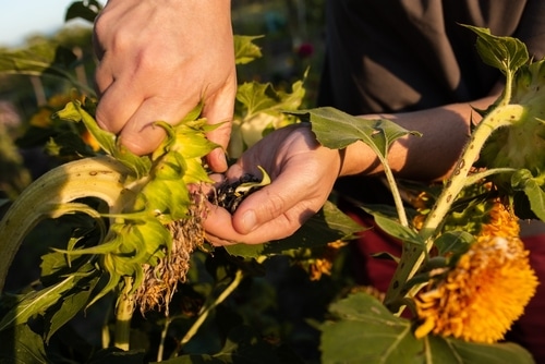 A man harvesting sunflower seeds from the flower head
