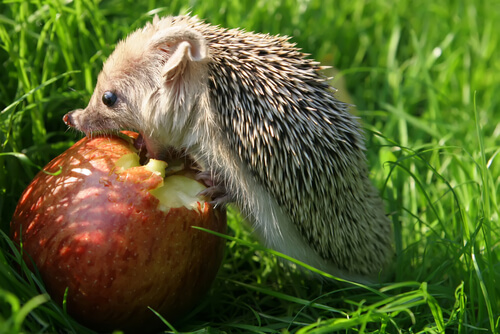 A hedgehog eating an apple!