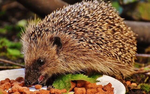 A hedgehog eating cat biscuits in a saucer. 