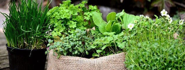 Herbs growing in pots