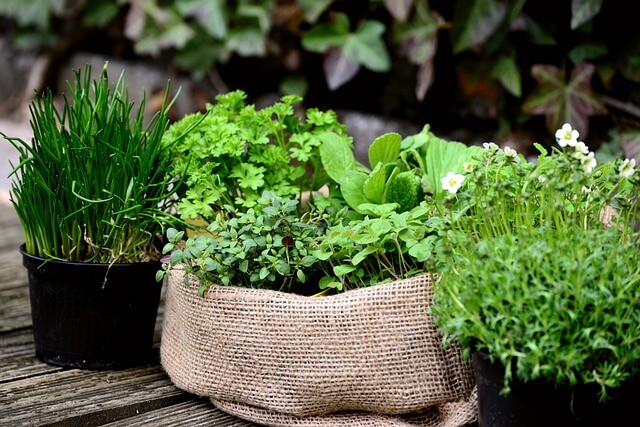 A selection of fresh herbs growing in pots and planters