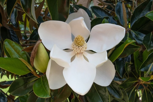 Little gem evergreen magnolia flower
