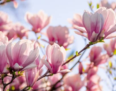 Stunning magnolia tree with pink blooms
