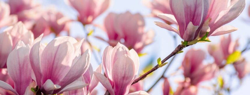 Stunning magnolia tree with pink blooms