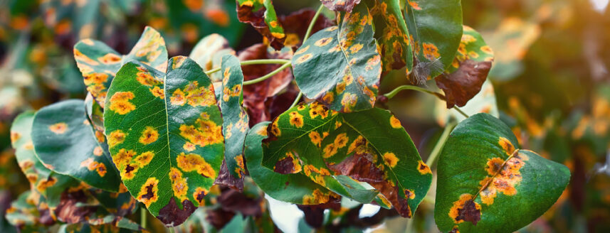 A pear plant infected with rust fungus