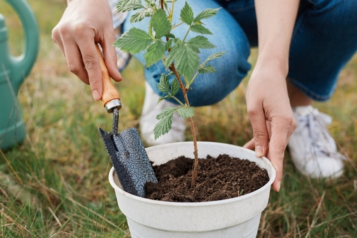A person planting a raspberry plant in a pot