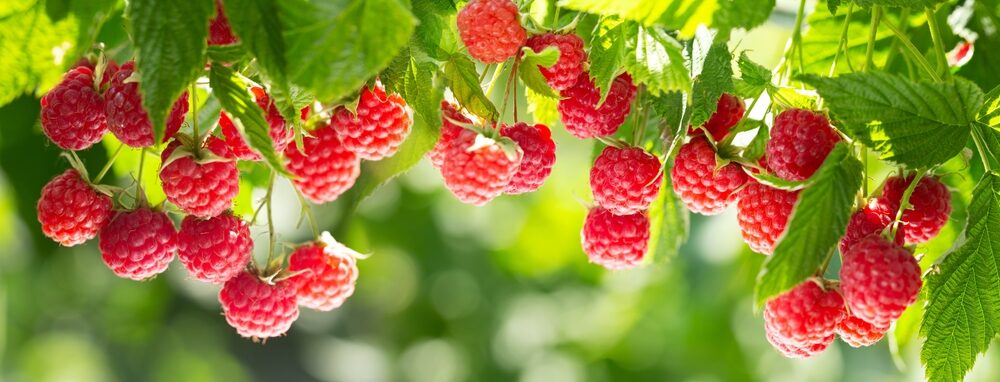 Raspberries on the bush