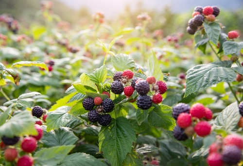 Red and black raspberries on a bush
