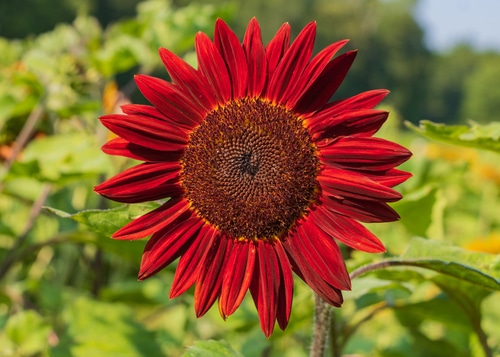 A striking deep red sunflower