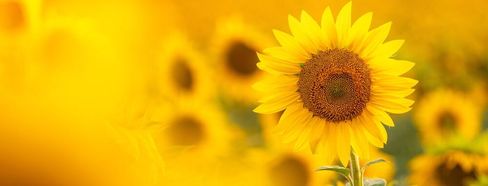 Gorgeous sunflowers in the field