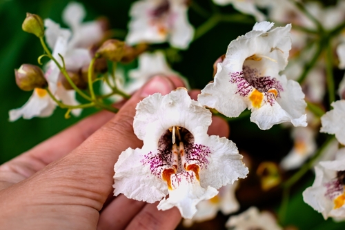 A hand holding a catalpa bloom  