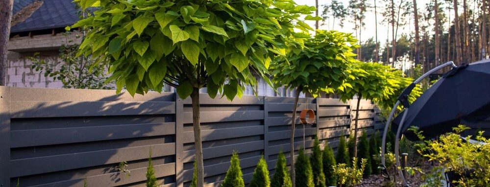 A row of small catalpa trees along a garden fence