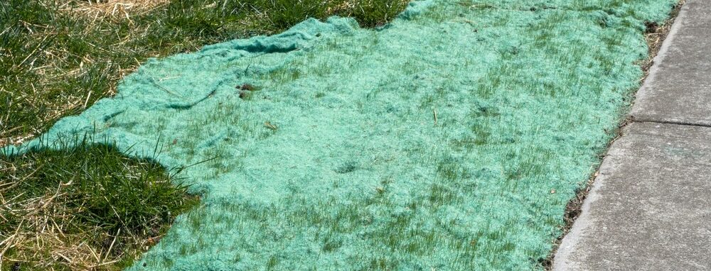 Grass seed mat laying over existing lawn