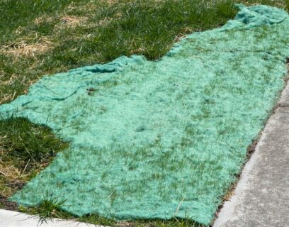 Grass seed mat laying over existing lawn
