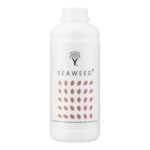 Seaweed front