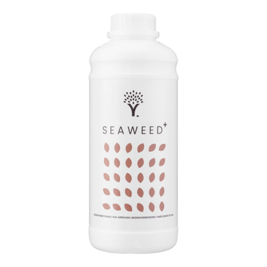 Seaweed front