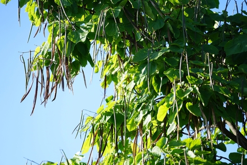Long seed pods hanging from a catalpa tree
