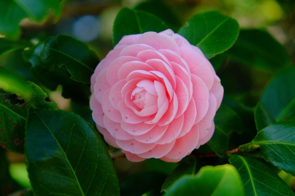 Pruning camellias leads to pretty flowers