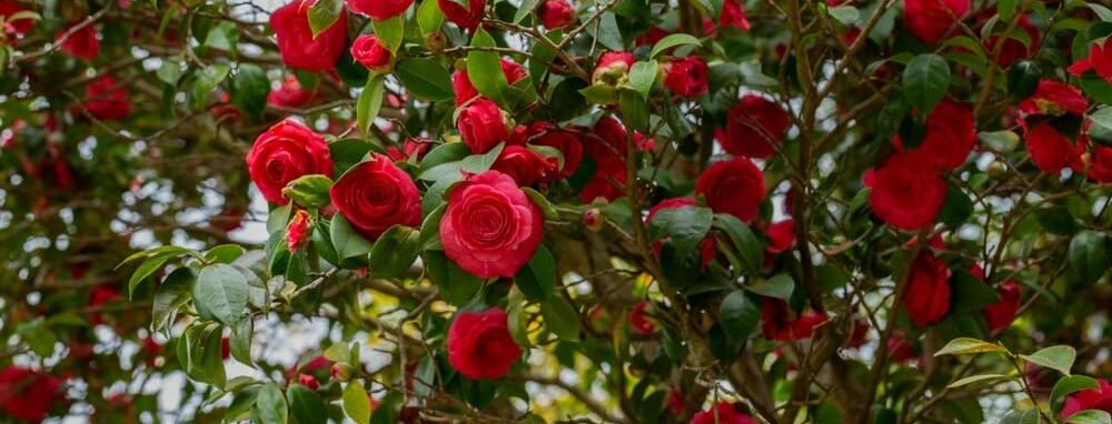 Camellia with red flowers