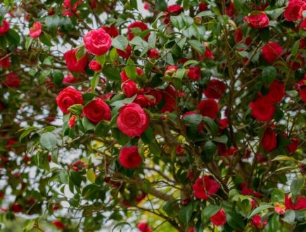 Camellia with red flowers
