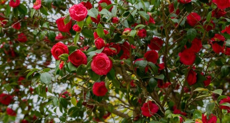 Camellia with red flowers