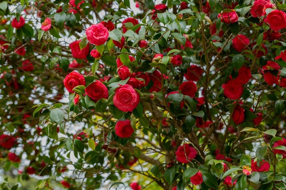 Pruning Camellias: When, Why & How