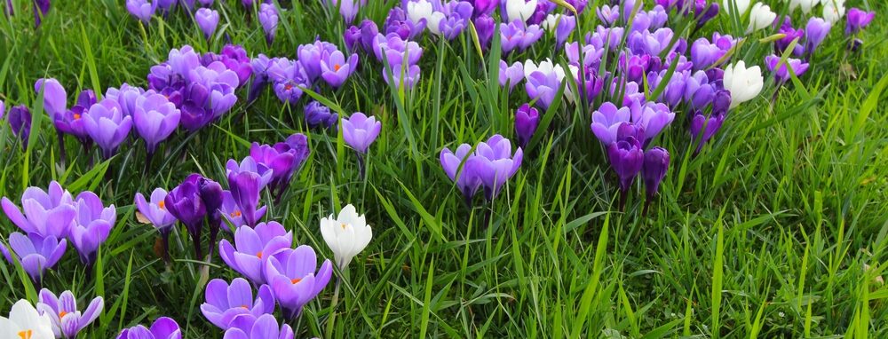 Flowers in bloom