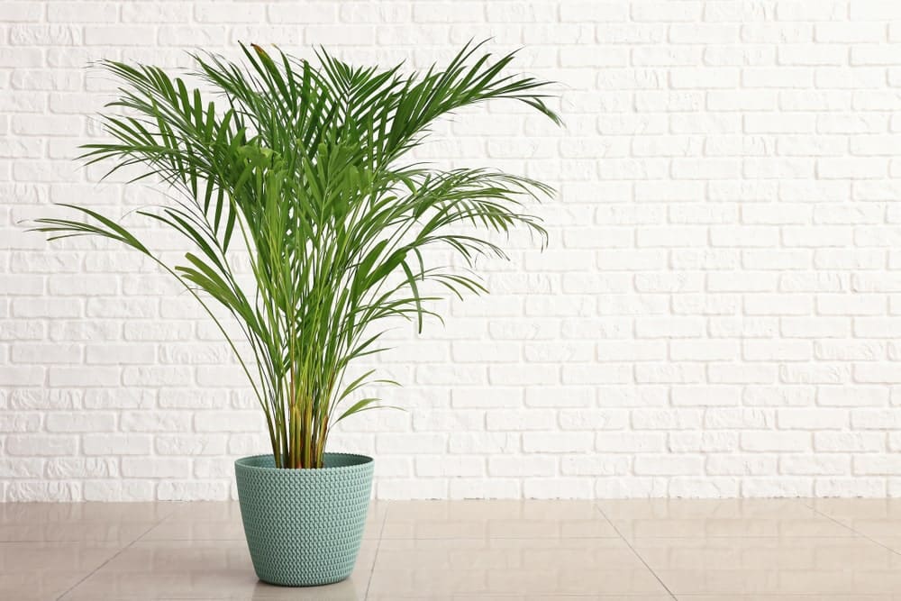 The areca palm is a pet-friendly houseplant