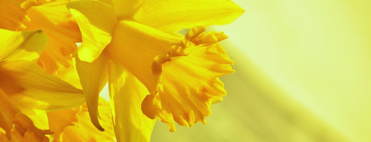 daffodils