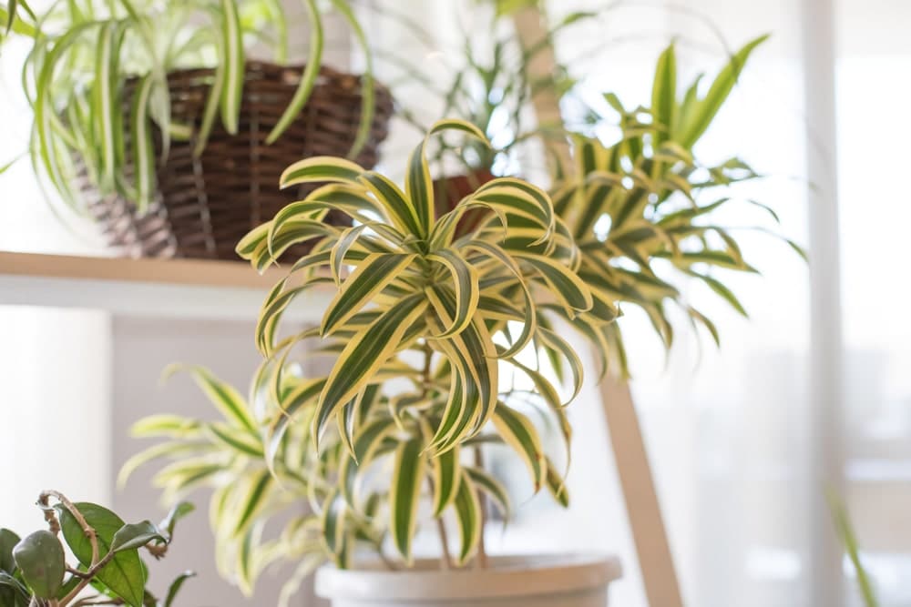Spider houseplant safe for cats and dogs