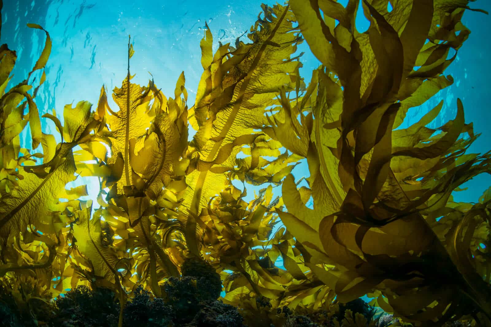 From Ocean to Lawn: The Power of Seaweed