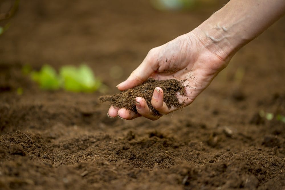 hand in soil