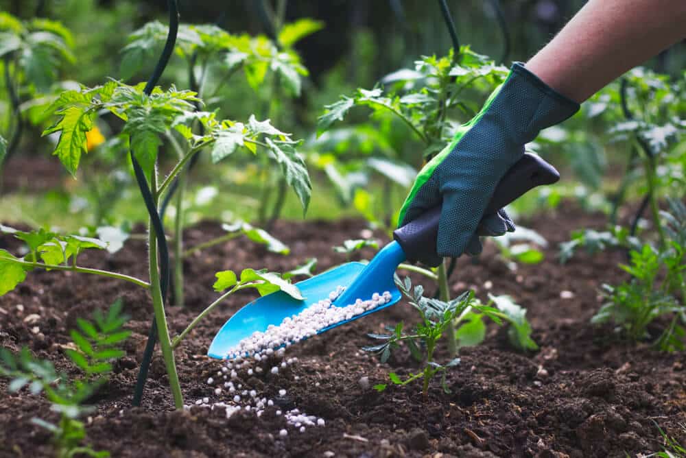 fertilising vegetable garden