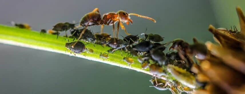 Ants are garden pests