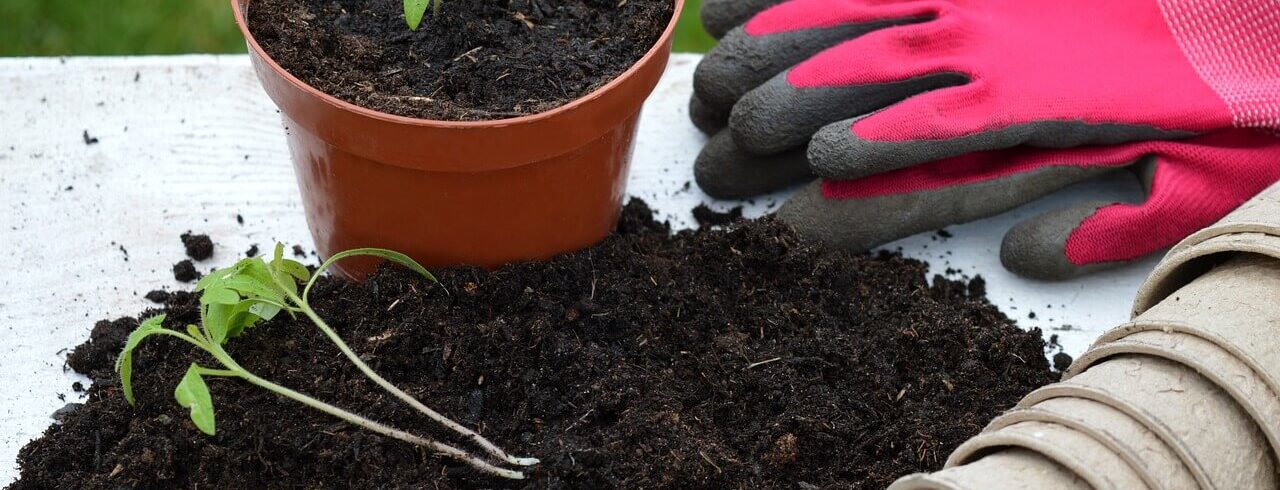 how to repot a plant