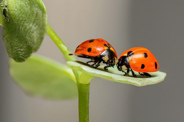 Ladybugs against garden pests