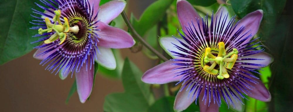 Passion flowers