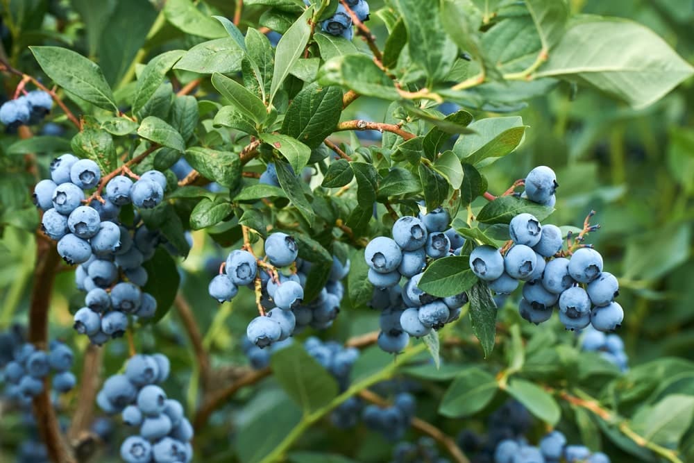 Blueberry branches with many blue berries
